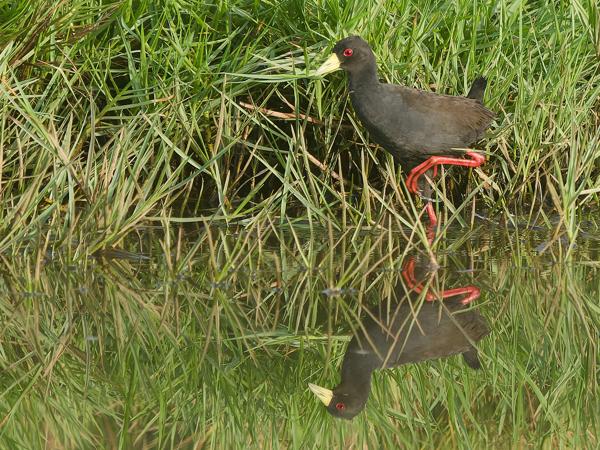 <h3><a href="/trips/gambia/biota/animalia/chordata/aves/023 gruiformes/003 rallidae/amaurornis flavirostra/amaurornis flavirostra-nl.html">Amaurornis&nbsp;flavirostra</a> / Black&nbsp;crake / Zwart&nbsp;porseleinhoen</h3>OM-1 Mark II met OLYMPUS M.150-400mm F4.5, 1/2000 sec  bij F4.5, ISO 1250, afstand 29.1&nbsp;m